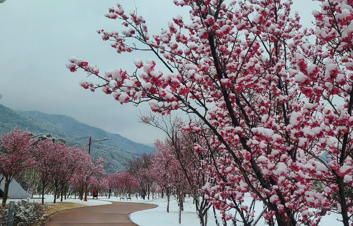 [구례=뉴시스] 18일 전남 구례군 간전면 수달생태공원에 식재된 1500그루의 홍매화에 눈이 쌓이면서 한폭의 수채화를 연출하고 있다. (사진=구례군 제공) 2025.03.18. photo@newsis.com *재판매 및 DB 금지
