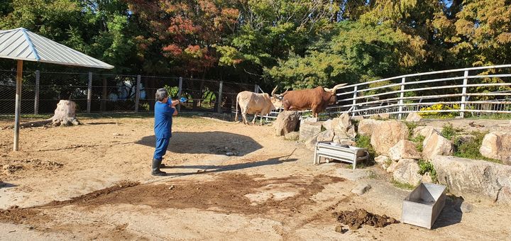 [전주=뉴시스] 지난해 전북 전주시 전주동물원에서 관계자가 구제역 예방 접종을 위해 블로우건(Blowgun)으로 먼 거리에서 백신을 접종하고 있다. (사진=전주동물원 제공) 2025.03.18. photo@newsis.com *재판매 및 DB 금지