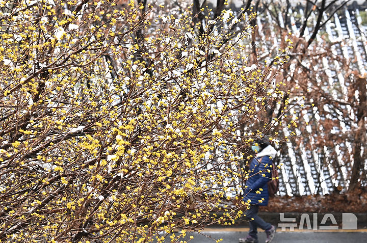 [수원=뉴시스] 김종택 기자 = 대설특보가 발효된 18일 경기도 수원시 팔달산에서 활짝 핀 산수유에 눈이 쌓여 있다. 2025.03.18. jtk@newsis.com