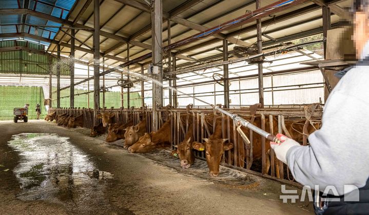 [부산=뉴시스] 하경민 기자 = 부산 기장군 철마면의 한 한우농장에서 농장주가 구제역 예방을 위해 소독약을 살포하고 있다. 2025.03.18. yulnetphoto@newsis.com