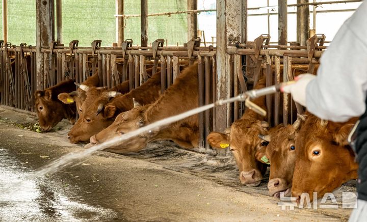 [부산=뉴시스] 하경민 기자 = 18일 부산 기장군 철마면의 한 한우농장에서 농장주가 구제역 예방을 위해 소독약을 살포하고 있다. 2025.03.18. yulnetphoto@newsis.com