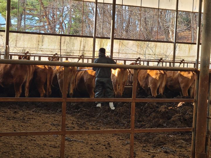 [양산=뉴시스] 양산시가 관내 소와 염소 등 우제류를 대상으로 긴급 일제 접종을 하고 있다. (사진=양산시 제공) 2025.03.19. photo@newsis.com *재판매 및 DB 금지