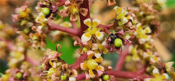 [세종=뉴시스] 농촌진흥청은 꿀벌과 뒤영벌을 이용한 망고 착과(열매 맺기) 표준이용기술을 개발했다고 19일 밝혔다. 사진은 망고꽃잎열매(사진=농진청 제공) 2025.03.19. photo@newsis.com *재판매 및 DB 금지