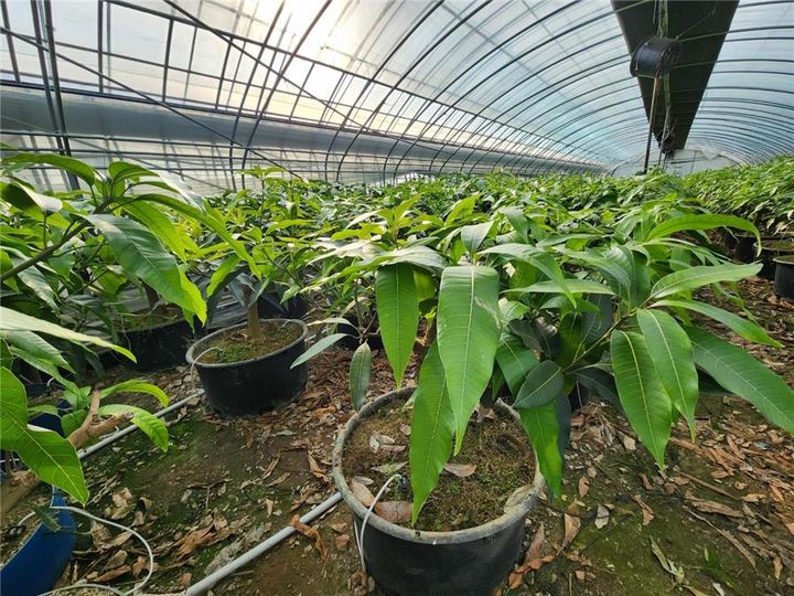 [세종=뉴시스] 농촌진흥청은 꿀벌과 뒤영벌을 이용한 망고 착과(열매 맺기) 표준이용기술을 개발했다고 19일 밝혔다. 사진은 신우현 농가 모습. (사진=농진청 제공) 2025.03.19. photo@newsis.com *재판매 및 DB 금지