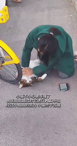 지나가던 한 여성이 자전거에 치여 쓰러진 길고양이를 심폐소생술 해 살려냈다. (영상=웨이보 '猎奇鸭') *재판매 및 DB 금지