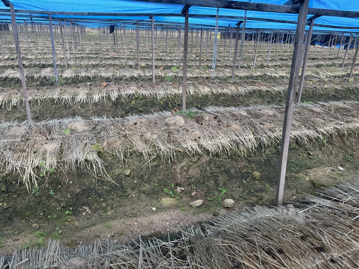 [세종=뉴시스] 농촌진흥청 인삼 뿌리썩음병 발생 포장 현장. (사진=농진청 제공) *재판매 및 DB 금지