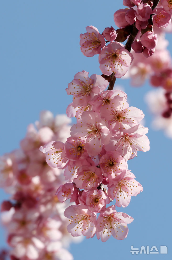 [부산=뉴시스] 하경민 기자 = 절기상 춘분을 하루 앞둔 19일 부산 수영구 배화학교 화단에 벚꽃이 활짝 펴 시민들의 눈길을 사로잡고 있다. 2025.03.19. yulnetphoto@newsis.com