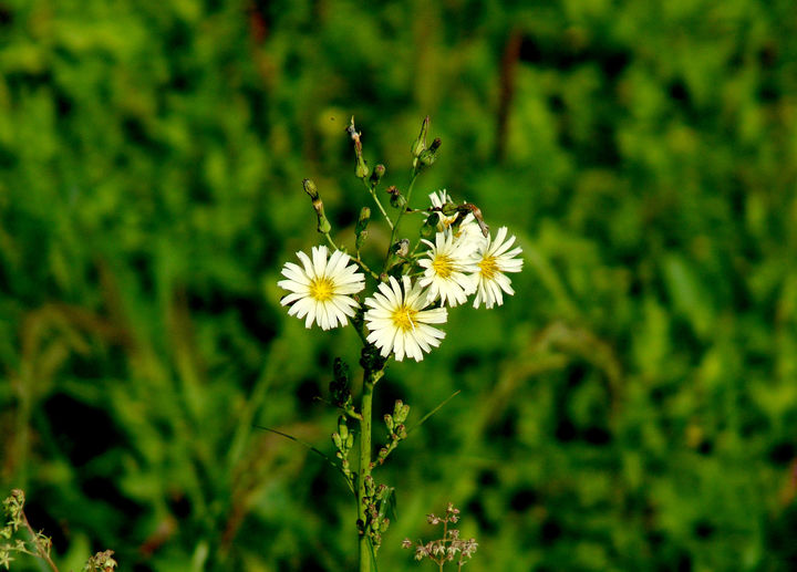 [세종=뉴시스] 농촌진흥청은 약초로 활용되면서도 나물이나 김치로 먹을 수 있는 '왕고들빼기'의 효능을 20일 소개했다. 사진은 왕고들빼기 꽃 모습. (사진=농진청 제공) 2025.03.20. photo@newsis.com *재판매 및 DB 금지