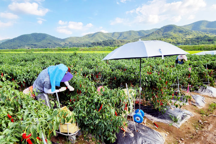  [청송=뉴시스] 청송군 고추재배 농가에서 고추를 수확하고 있다. 2025.03.20. photo@newsis.com *재판매 및 DB 금지