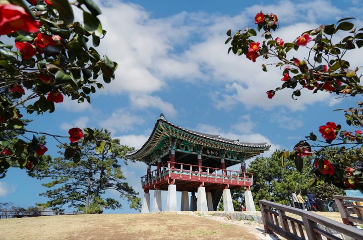 [서천=뉴시스] 서천군 마량리 동백정 동백나무. (사진= 서천군 제공) *재판매 및 DB 금지