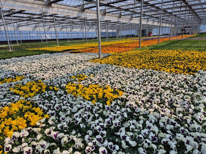 [양산=뉴시스] 하북면 양산시농업기술센터에서 키워진 다양한 봄꽃. (사진=양산시 제공) 2025.03.20. photo@newsis.com *재판매 및 DB 금지