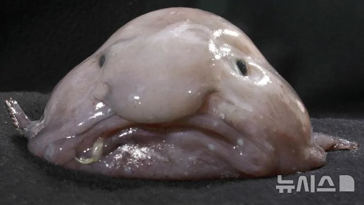 흐물흐물한 외모로 '세상에서 가장 못생긴 동물'로 불리는 블롭피시가 뉴질랜드에서 '올해의 물고기'로 선정됐다.(사진=Australian Museum)