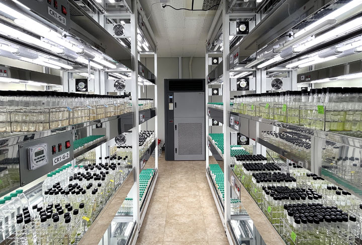 [부산=뉴시스] 해양식물 플랑크톤자원 기탁등록보존기관 배양실. (사진=부경대 제공) 2025.03.20. photo@newsis.com&nbsp; *재판매 및 DB 금지