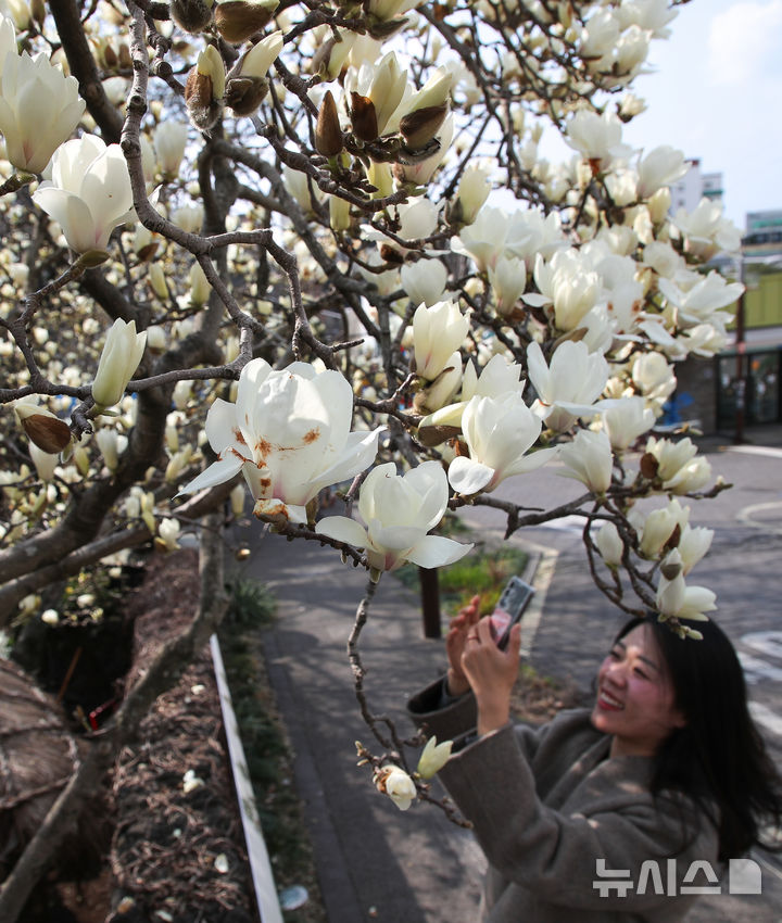 [서귀포=뉴시스] 우장호 기자 = 절기상 춘분인 20일 오전 제주 서귀포시 이중섭미술관 인근에 백목련이 활짝 피어나 상춘객들의 시선을 끌고 있다. 기상청에 따르면 평년기온을 회복한 제주지역은 21일부터 낮기온이 20도 내외의 분포를 나타내며 온화한 날씨를 보일 것으로 전망된다. 2025.03.20. woo1223@newsis.com