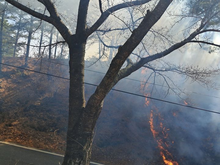 [대전=뉴시스] 대전 동구 산불 현장사진. (사진=산림청 제공) 2025.3.21 photo@newsis.com *재판매 및 DB 금지