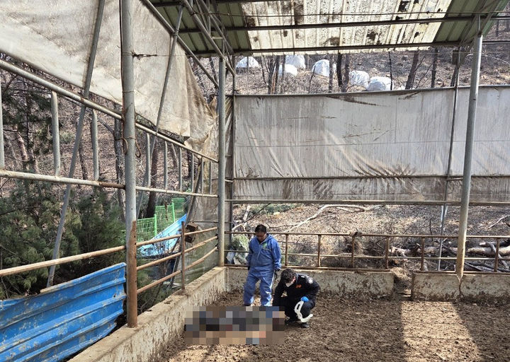 원주 한 축사서 지붕 보수하던 50대 추락해 숨져