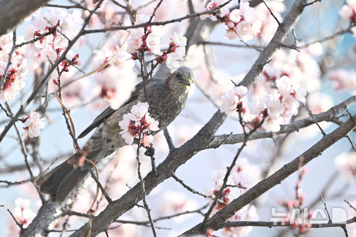 [광주=뉴시스] 이영주 기자 = 봄기운이 완연한 21일 오전 광주 서구청 주변에 심어진 벚나무에서 직박구리가 꿀을 마시고 있다. 2025.03.21. leeyj2578@newsis.com