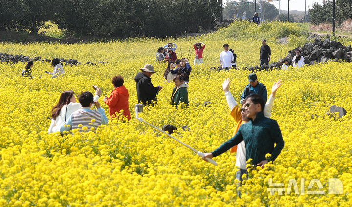 [서귀포=뉴시스] 우장호 기자 = 완연한 봄날씨를 보인 21일 오전 제주 서귀포시 성산읍 성산일출봉 광치기해변 인근에 조성된 유채꽃밭에 상춘객이 찾아와 즐거운 시간을 보내고 있다. 2025.03.21. woo1223@newsis.com