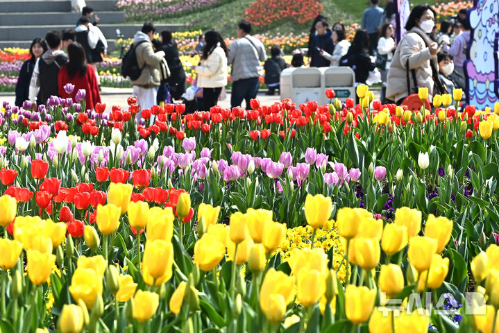 [용인=뉴시스] 김종택 기자 = 경기 용인시 에버랜드 포시즌스 가든을 찾은 시민들이 활짝 핀 튤립 꽃길을 거닐며 봄기운을 만끽하고 있다. 2025.03.21. jtk@newsis.com