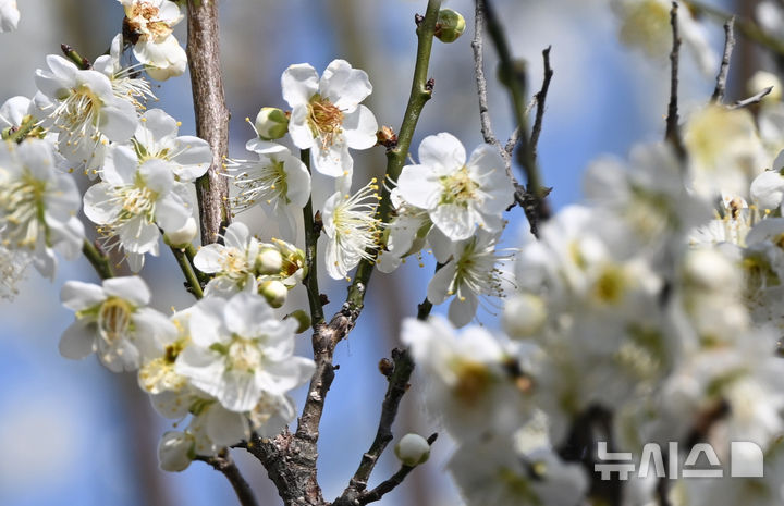 [함평=뉴시스] 김혜인 기자 = 포근한 날씨를 보인 21일 오후 전남 함평군 함평엑스포공원 인근에 핀 매화에서 꿀벌이 꿀을 따고 있다. 2025.03.21. hyein0342@newsis.com