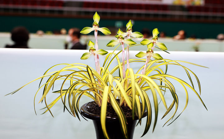 [함평=뉴시스] 2025 대한민국 난 명품 대제전에서 대통령상을 수상한 함평난연합회 박현기씨의 작품 '중투화 웅비'. (사진=함평군 제공) 2026.03.25. photo@newsis.com *재판매 및 DB 금지