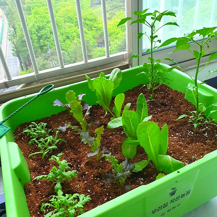 [서울=뉴시스] 양천구민이 분양받아 재배 중인 상자텃밭. 2025.03.23. (사진=양천구 제공) *재판매 및 DB 금지