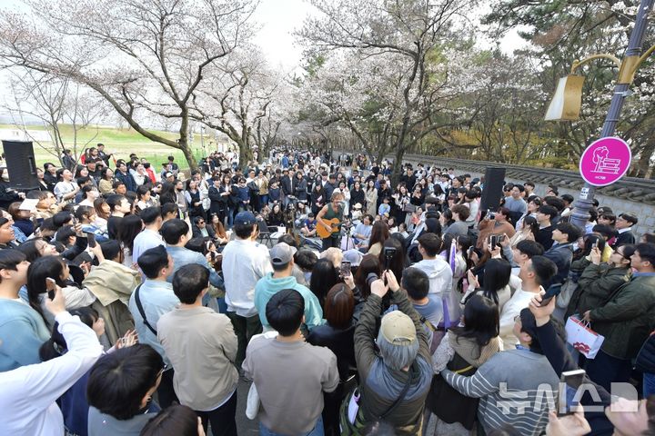 2024년 경주 대릉원 돌담길 벚꽃축제