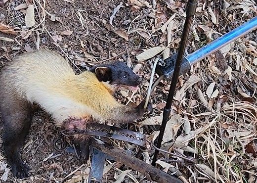 [해남=뉴시스] 23일 오전 전남 해남군 송지면의 한 야산 산책로 인근에서 발견된 덫에 걸린 멸종위기 야생생물 2급 담비. (사진=해남소방 제공) 2025.03.24. photo@newsis.com *재판매 및 DB 금지