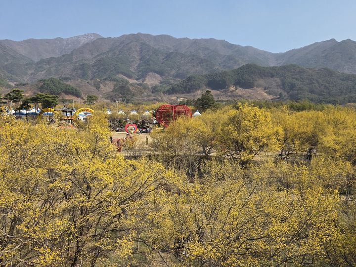 [구례=뉴시스] 전남 구례군 산동마을에 노란 산수유 꽃이 활짝 피어있다. (사진=구례군 제공) 2025.03.24. photo@newsis.com *재판매 및 DB 금지