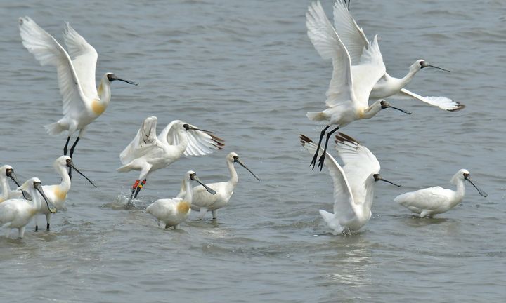 [인천=뉴시스] 지난해 인천 영종갯벌에서 식별된 저어새 모습. (사진=인천녹색연합 제공) 2025.03.25. photo@newsis.com *재판매 및 DB 금지
