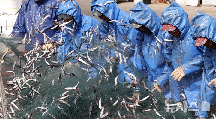 [부산=뉴시스] 하경민 기자 = 25일 오후 부산 기장군 대변항에서 어민과 왼국인 노동자들이 갓 잡은 멸치를 그물에서 털어내고 있다. 봄철 기장멸치는 몸길이 10~15㎝로 구이용, 횟감용, 젓갈용 등 다양하게 이용되고 있다. 2025.03.25. yulnetphoto@newsis.com