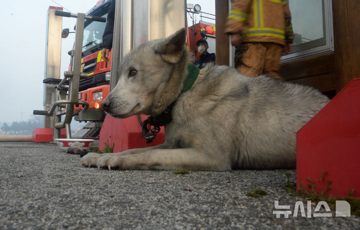 [정읍=뉴시스] 김얼 기자 = 전북 정읍시 소성면에서 발생한 산불이 인근 마을까지 번진 25일 임시소방본부 한편에 구조된 개가 재를 뒤집어쓴 채 주인을 기다리고 있다. 2025.03.25. pmkeul@newsis.com