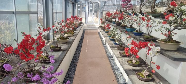 [신안=뉴시스]명자나무 특별전. (사진=신안군 제공) 2025.03.26. photo@newsis.com *재판매 및 DB 금지