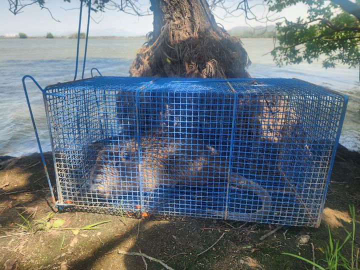 [창원=뉴시스]포획된 뉴트리아.(사진=낙동강청 제공) 2025.03.26.photo@newsis.com *재판매 및 DB 금지