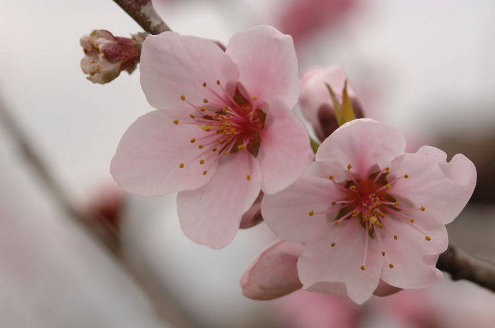 [세종=뉴시스] 농촌진흥청은 올해 과일나무 꽃이 활짝 피는 '만개(滿開) 시기'가 평년과 비슷하거나 빨라질 전망이라고 26일 밝혔다. 사진은 복숭아꽃. (사진=농진청 제공) 2025.03.26. photo@newsis.com *재판매 및 DB 금지
