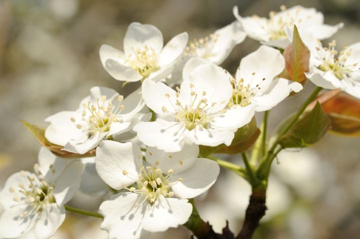 [세종=뉴시스] 농촌진흥청은 올해 과일나무 꽃이 활짝 피는 '만개(滿開) 시기'가 평년과 비슷하거나 빨라질 전망이라고 26일 밝혔다. 사진은 배꽃. (사진=농진청 제공) 2025.03.26. photo@newsis.com *재판매 및 DB 금지