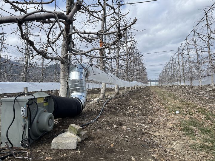 [세종=뉴시스] 농촌진흥청은 올해 과일나무 꽃이 활짝 피는 '만개(滿開) 시기'가 평년과 비슷하거나 빨라질 전망이라고 26일 밝혔다. 사진은 저온피해예방 기술 중 온풍공급기술 관련. (사진=농진청 제공) 2025.03.26. photo@newsis.com *재판매 및 DB 금지