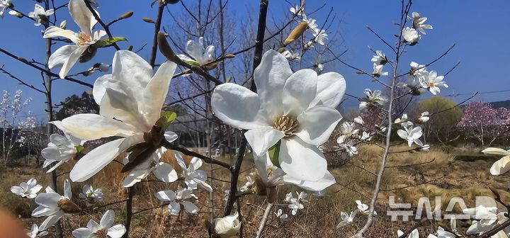 [제주=뉴시스] 제주 서귀포시 효돈동지역 자연주의 정원인 '베케'에서 26일 제주자생 목련이 활짝 꽃을 피웠다. (사진=베케 제공) 2025.03.27. photo@newsis.com