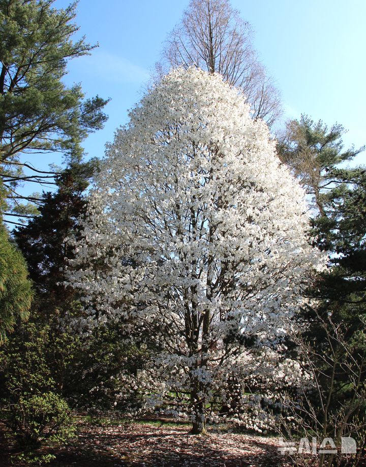 [제주=뉴시스] 목련과 일본 버들목련의 교배로 만들어진 큐엔시스목련이 미국 필라델피아 챈티클리어가든에서 자라고 있다. (사진=김장훈씨 제공) photo@newsis.com