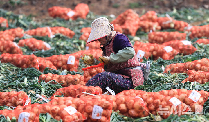 [서귀포=뉴시스] 우장호 기자 = 26일 오전 제주 서귀포시 대정읍 신도리 일원에서 농민들이 올해 첫 조생양파를 수확하고 있다. 제주 조생양파는 매운맛이 덜하고 단맛이 강한 특징이 있어 다양한 요리에 사용된다. 2025.03.26. woo1223@newsis.com