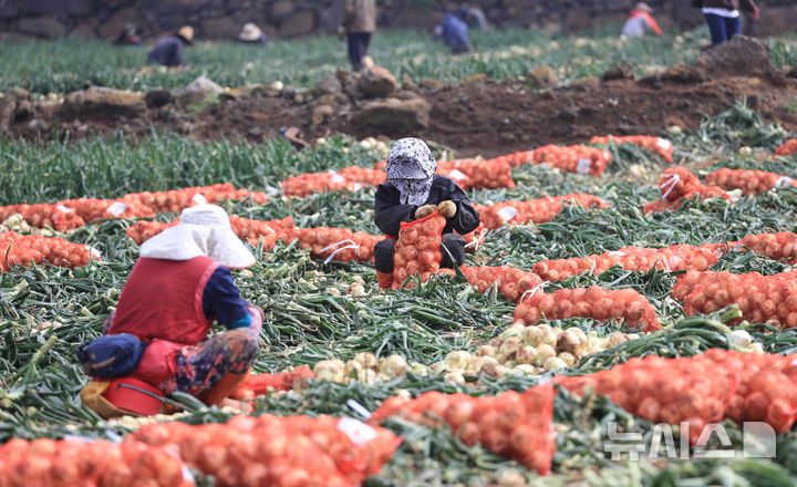 [서귀포=뉴시스] 우장호 기자 = 26일 오전 제주 서귀포시 대정읍 신도리 일원에서 농민들이 조생양파를 수확하고 있다. 2025.03.26. woo1223@newsis.com