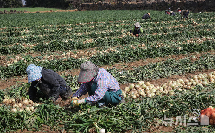 [서귀포=뉴시스] 우장호 기자 = 사진은 지난 3월 26일 오전 제주 서귀포시 대정읍 신도리 일원에서 농민들이 올해 첫 조생양파를 수확하고 있는 모습. 2025.03.26. woo1223@newsis.com