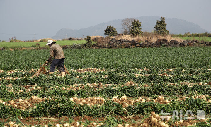 [서귀포=뉴시스] 우장호 기자 = 26일 오전 제주 서귀포시 대정읍 신도리 일원에서 농민들이 올해 첫 조생양파를 수확하고 있다. 제주 조생양파는 매운맛이 덜하고 단맛이 강한 특징이 있어 다양한 요리에 사용된다. 2025.03.26. woo1223@newsis.com