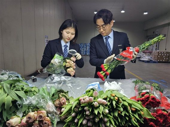 [세종=뉴시스] 농림축산식품부 농림축산검역본부는 오는 4월 한 달 동안(4월 1~30일) 수입 화훼류에 대한 특별검역을 실시한다고 27일 밝혔다. 사진은 검역본부의 수입 화훼류 현장검역 모습. (사진=농식품부 제공) 2025.03.27. photo@newsis.com *재판매 및 DB 금지