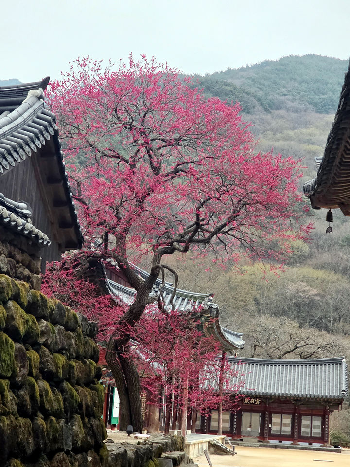  [구례=뉴시스] 구례 화엄사 화엄매가 27일 활짝 피어 있다. (사진=전남사무소 제공) 2025.03.27. photo@newsis.com *재판매 및 DB 금지