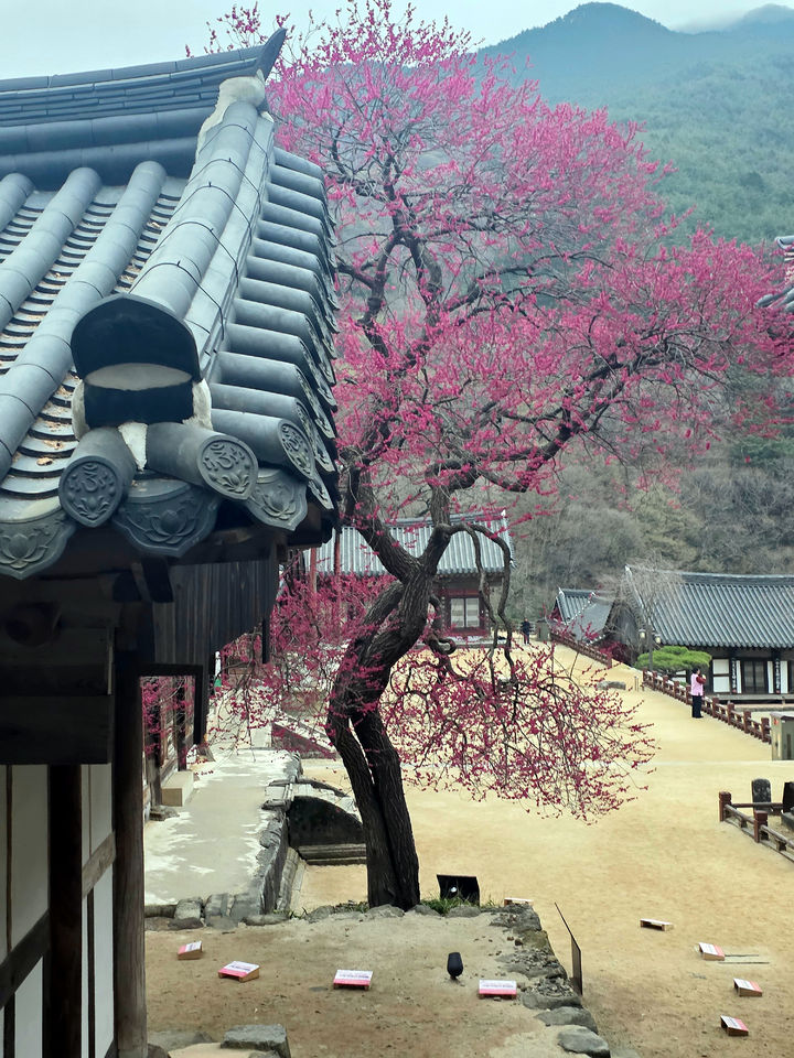 [구례=뉴시스] 구례 화엄사 화엄매가 27일 활짝 피어 있다. (사진=전남사무소 제공) 2025.03.27. photo@newsis.com *재판매 및 DB 금지