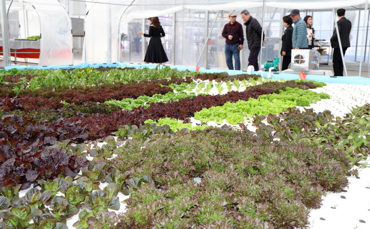 [태안=뉴시스] 사진은 지난달 26일 충남 태안읍 남산리에서 문을 연 청년농 맞춤형 스마트팜 내부 모습. (사진=태안군 제공) 2025.03.27. photo@newsis.com *재판매 및 DB 금지