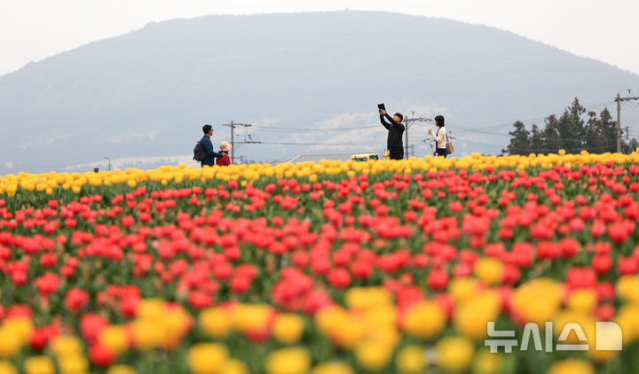 [서귀포=뉴시스] 우장호 기자 = 제주 서귀포시 표선면 보롬왓 농장을 찾은 관람객들이 활짝 핀 튤립을 배경으로 추억을 남기고 있다. (사진=뉴시스DB) woo1223@newsis.com