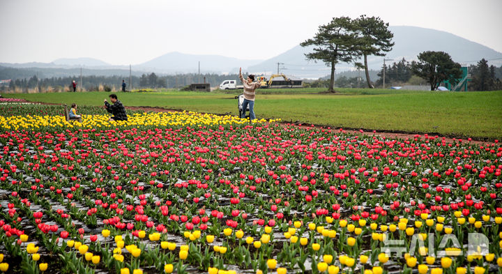 [서귀포=뉴시스] 우장호 기자 = 27일 오전 제주 서귀포시 표선면 보롬왓 농장을 찾은 관람객들이 활짝 핀 튤립을 배경으로 추억을 남기고 있다. 2025.03.27. woo1223@newsis.com