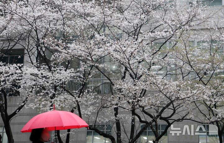 [부산=뉴시스] 하경민 기자 = 봄비가 내린 27일 부산 연제구의 한 거리에서 우산을 쓴 시민들이 활짝 핀 벚꽃나무 아래를 지나가고 있다. 2025.03.27. yulnetphoto@newsis.com